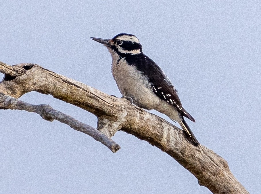 Hairy Woodpecker - ML626873173