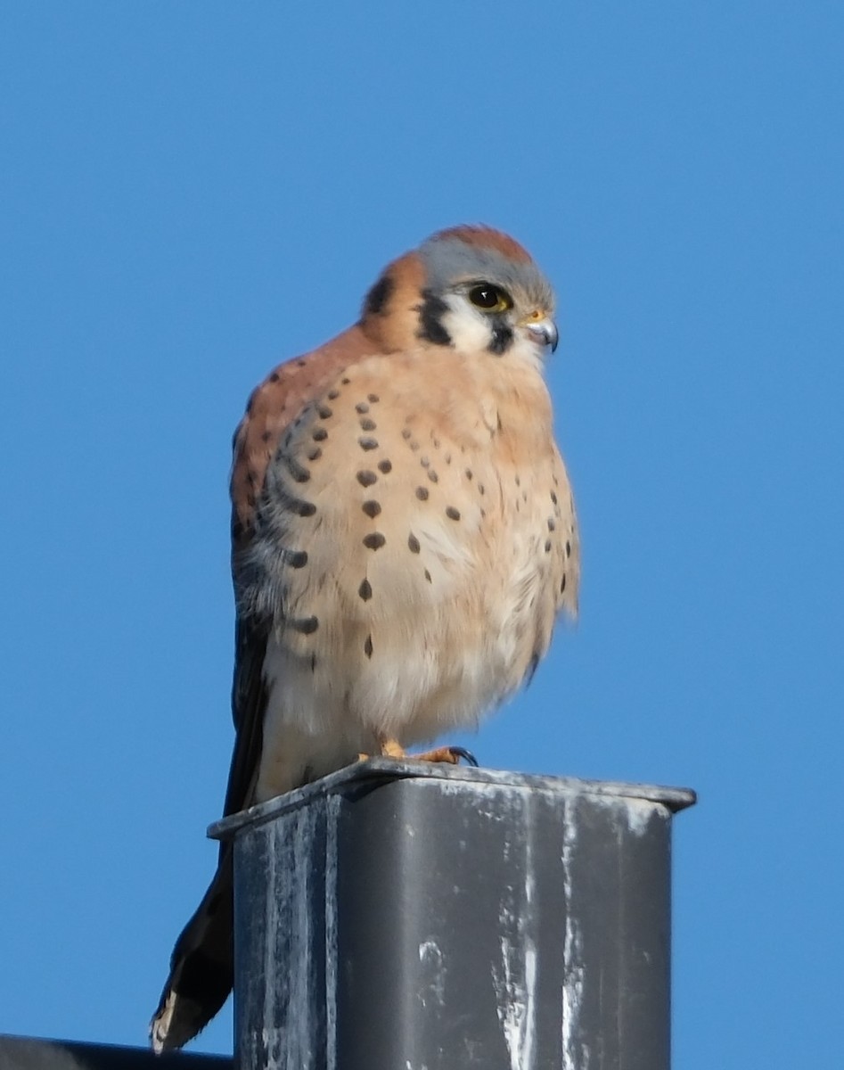 American Kestrel - ML626873191