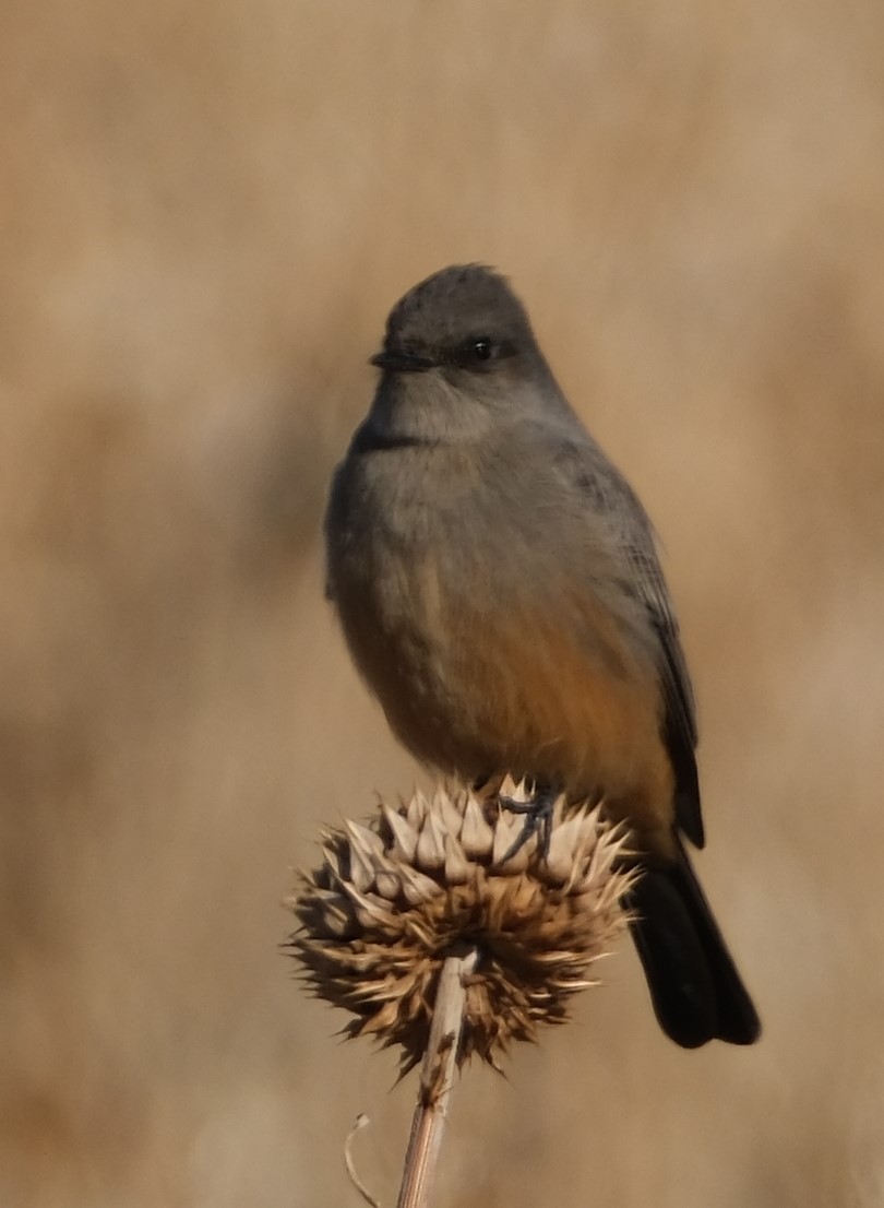 Say's Phoebe - ML626873199