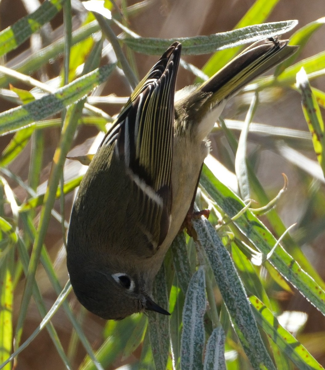 Ruby-crowned Kinglet - ML626873205