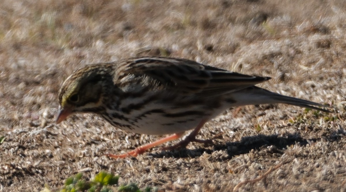 Savannah Sparrow - ML626873218