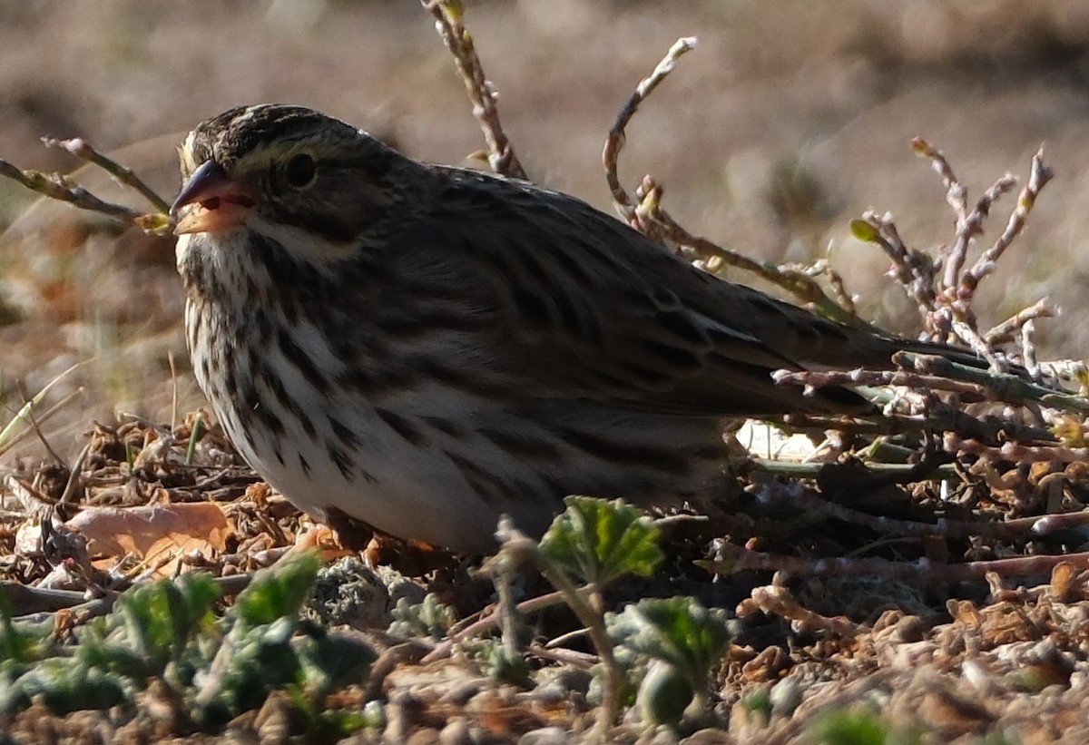 Savannah Sparrow - ML626873219