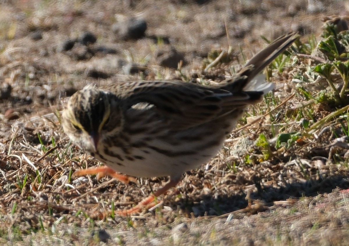 Savannah Sparrow - ML626873220