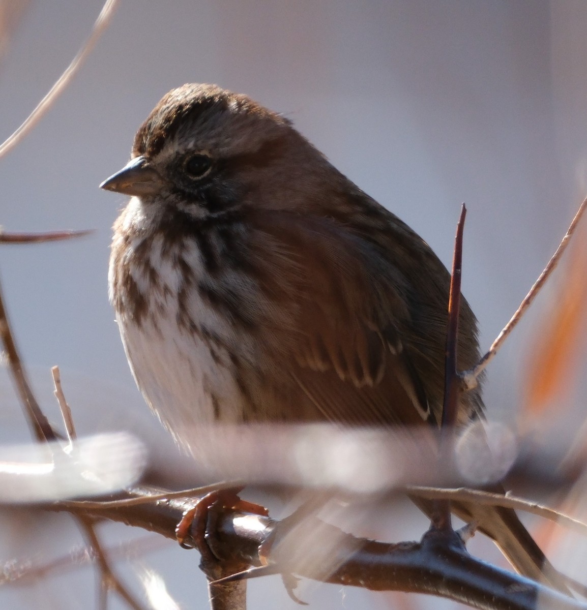 Song Sparrow - ML626873228