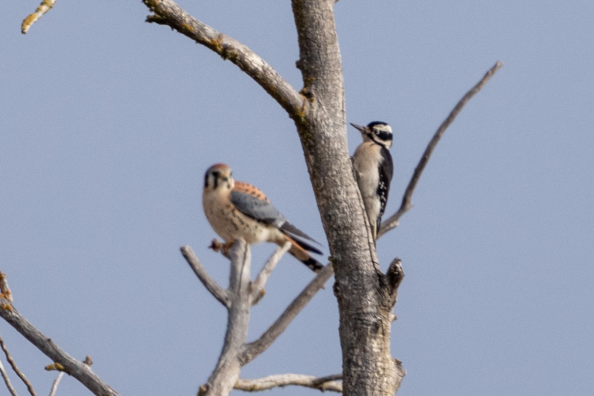 American Kestrel - ML626873243