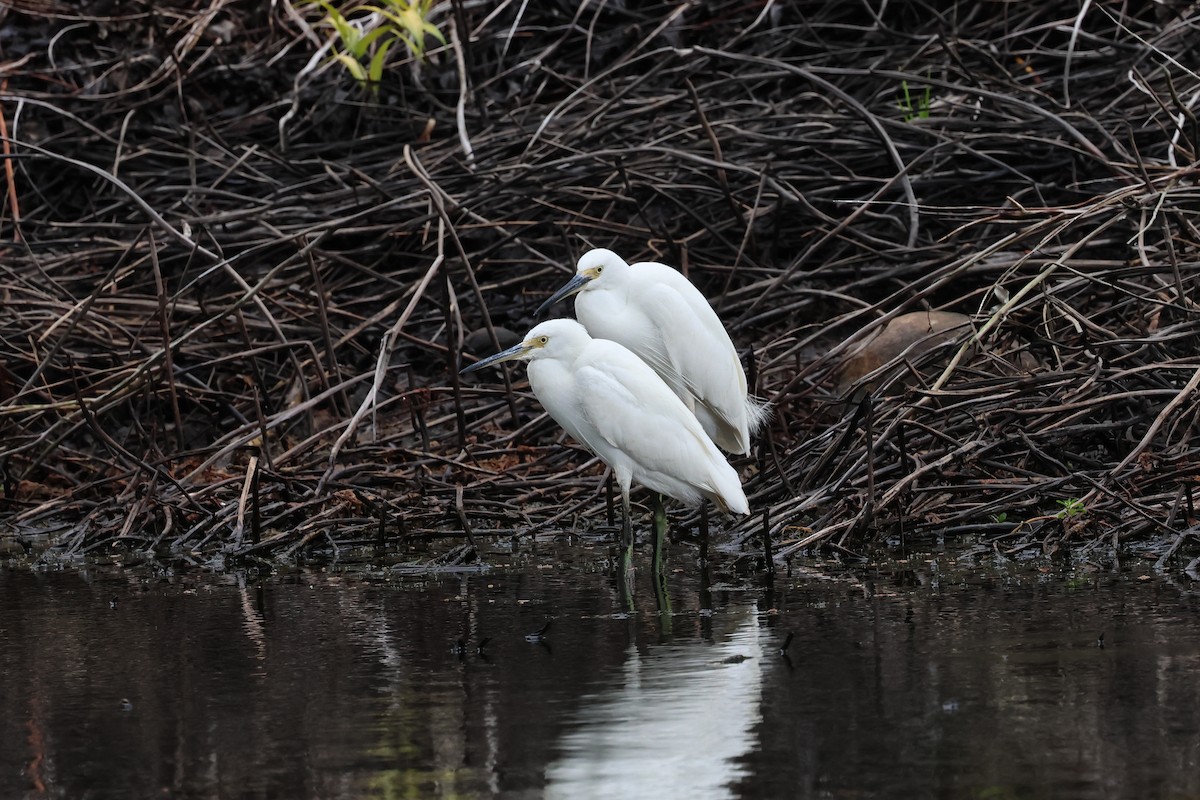 Хурган дэглий - ML626873255