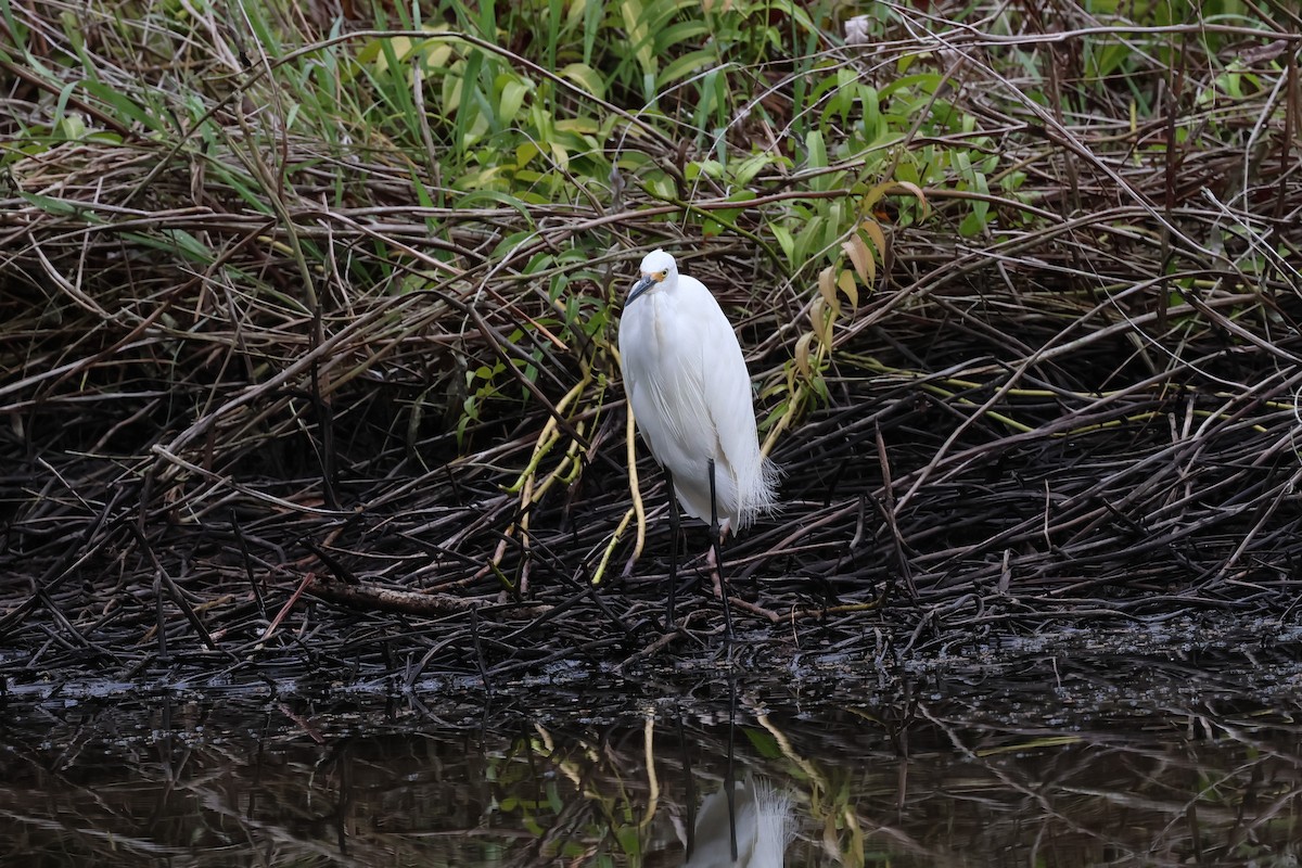 Хурган дэглий - ML626873256