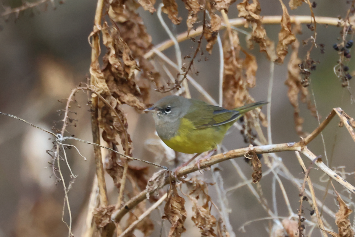 MacGillivray's Warbler - ML626873262