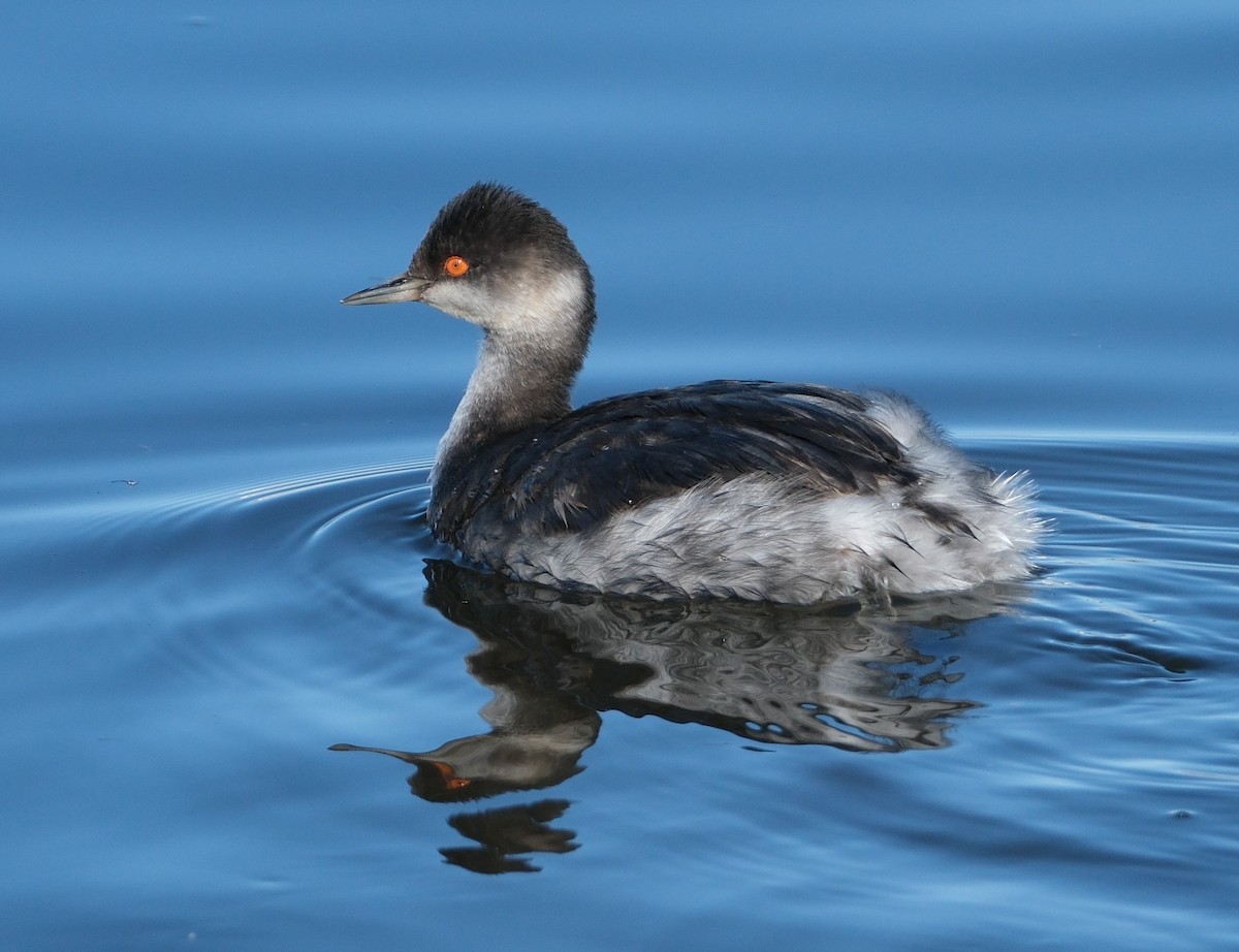 Eared Grebe - ML626873280