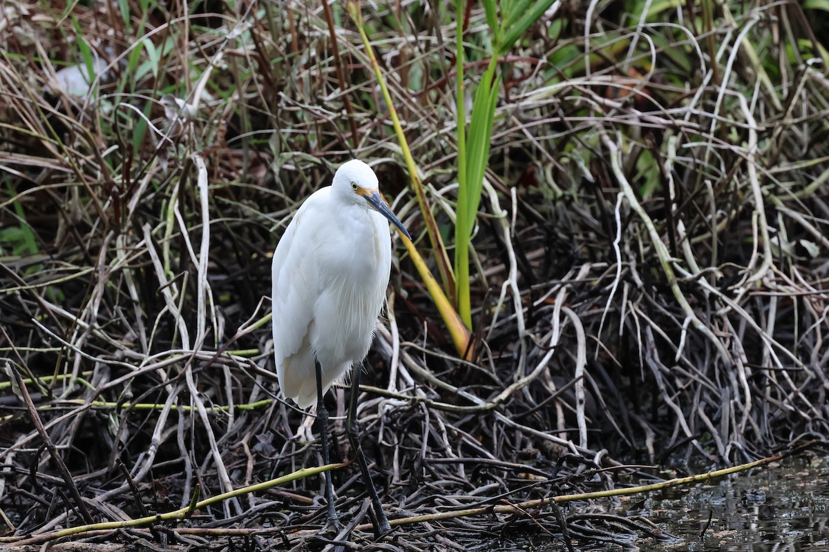 Хурган дэглий - ML626873295