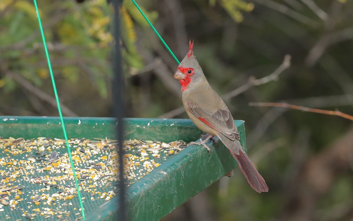 Pyrrhuloxia - ML626873309