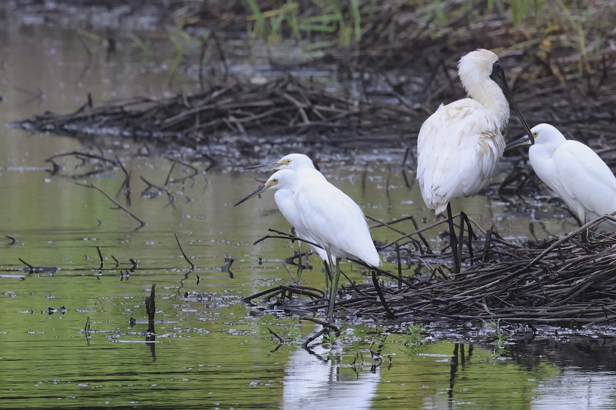 Хурган дэглий - ML626873327