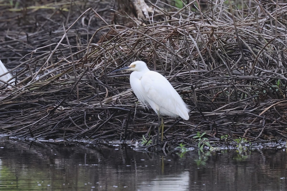 Хурган дэглий - ML626873329