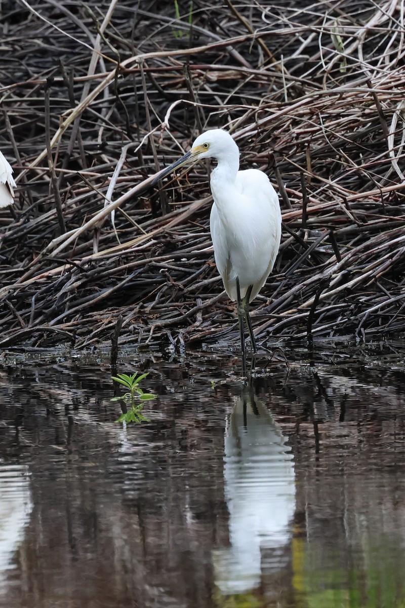 Хурган дэглий - ML626873371