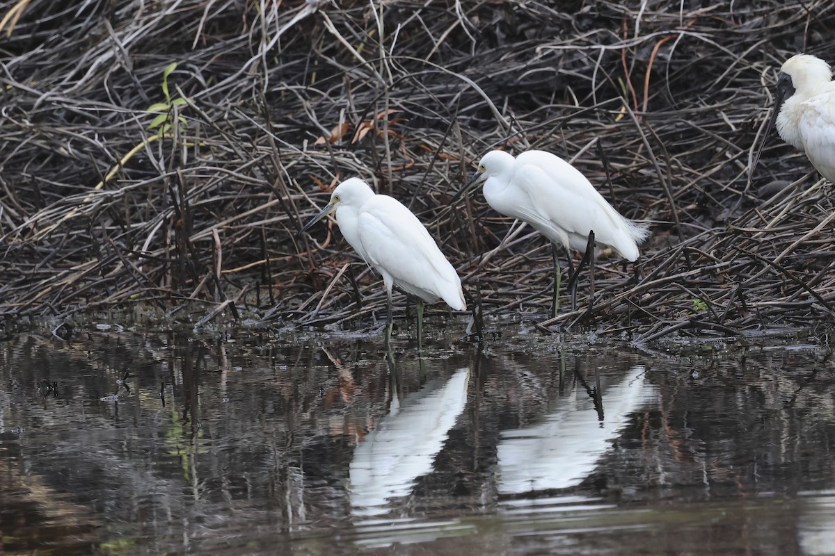 Хурган дэглий - ML626873372