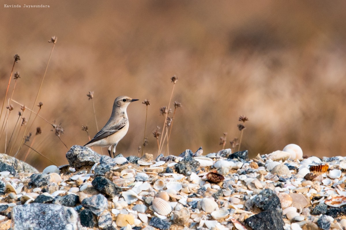 Desert Wheatear - ML626873391