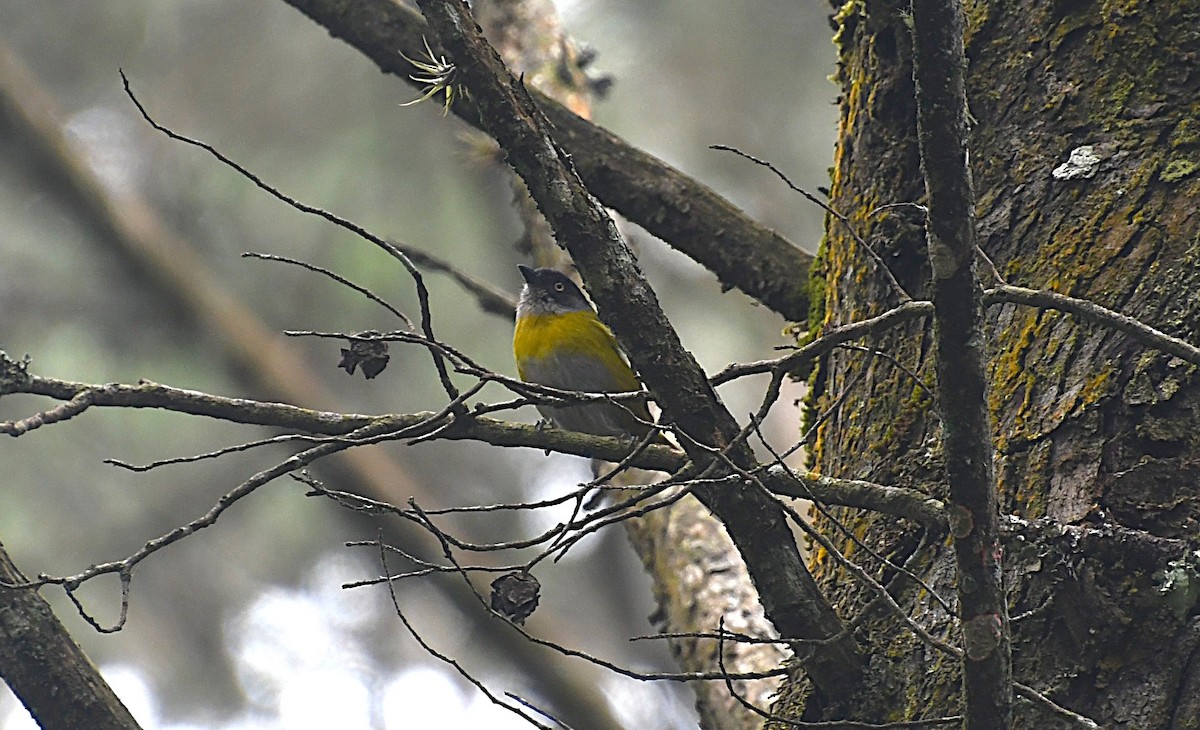 Common Chlorospingus (Northern Andes) - ML626873434