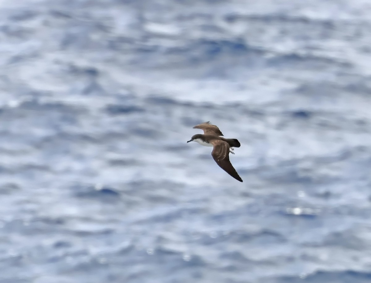 Galapagos Shearwater - ML626873561