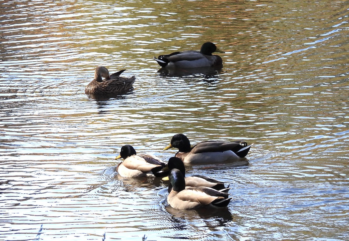 Mallard - ML626873570