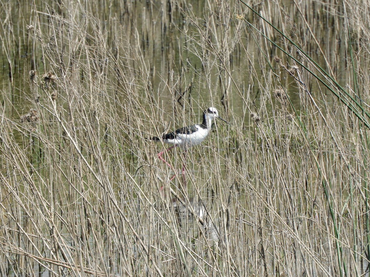 Cigüeñuela Cuellinegra - ML626873605