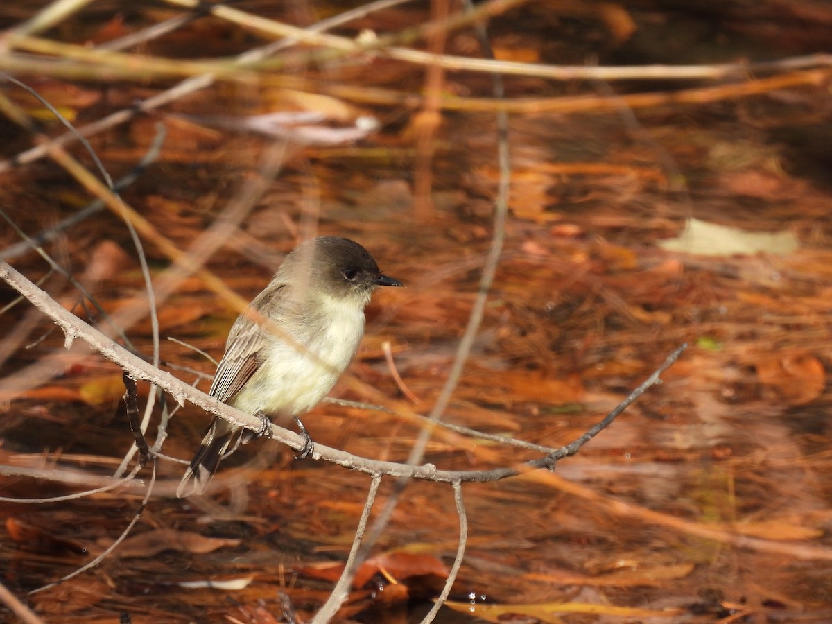 Eastern Phoebe - ML626873610
