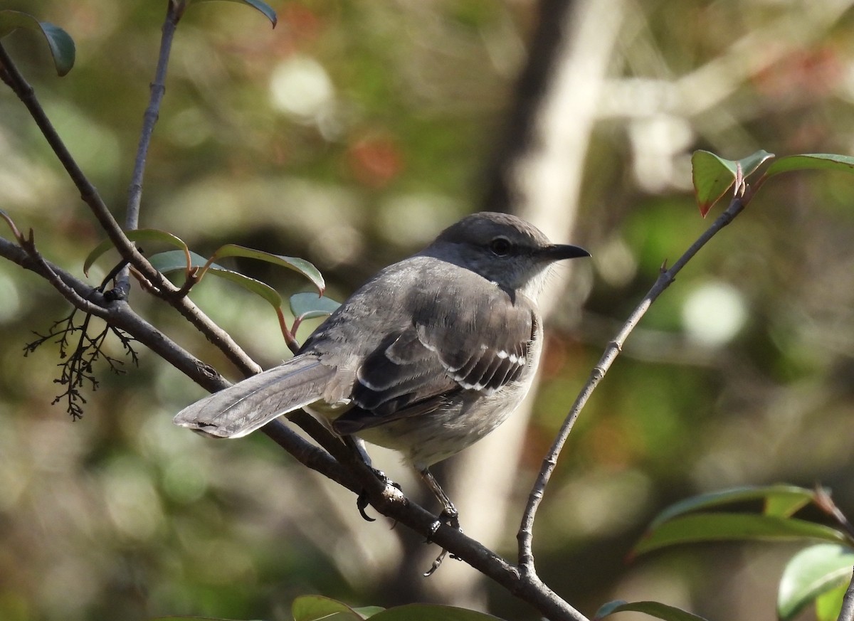 Northern Mockingbird - ML626873637