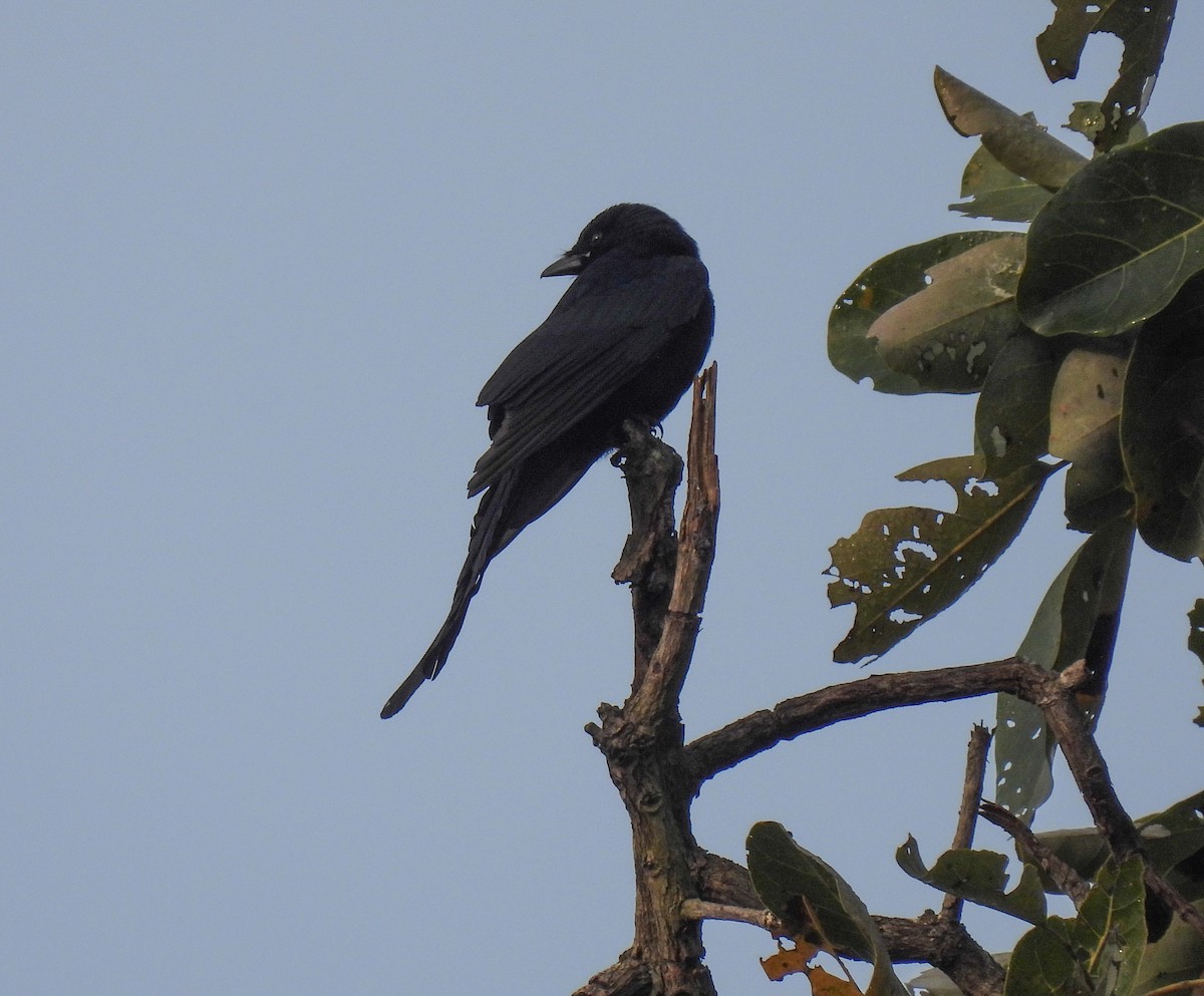 hvitbukdrongo - ML626873707