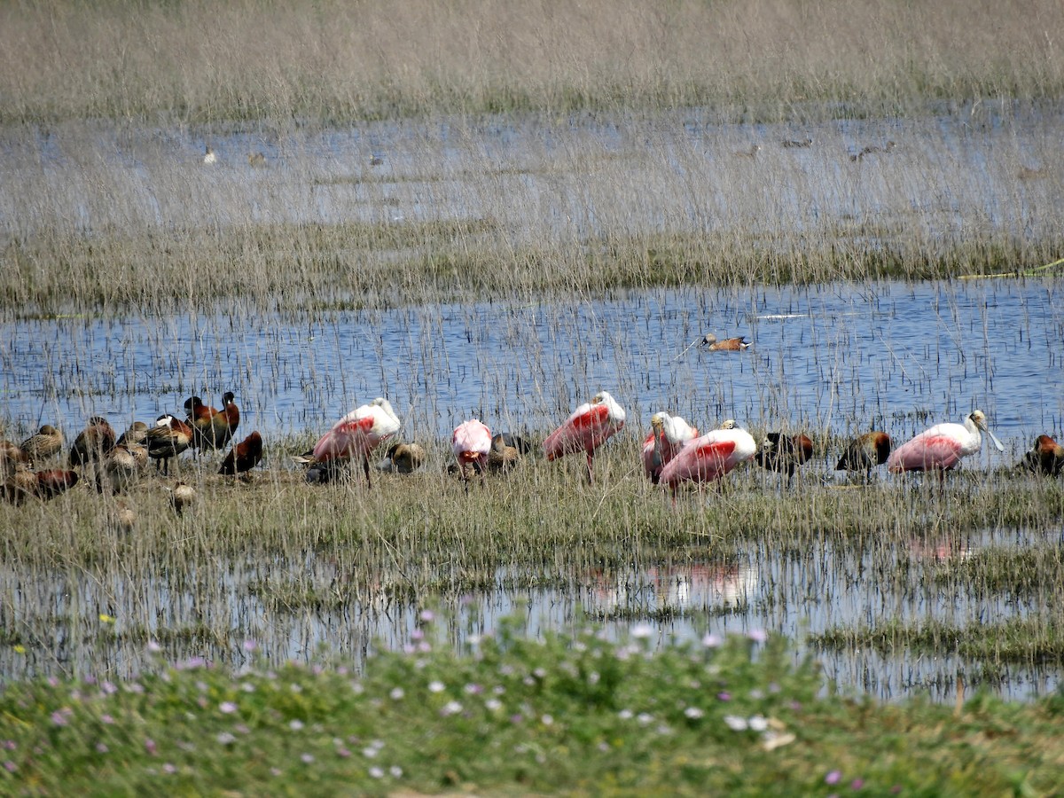 Espátula Rosada - ML626873723