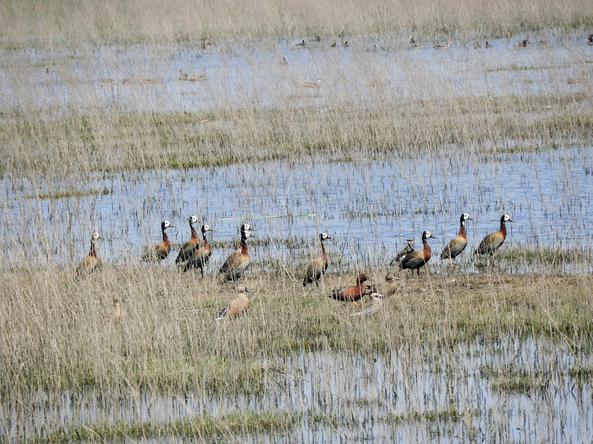 Suirirí Cariblanco - ML626873744