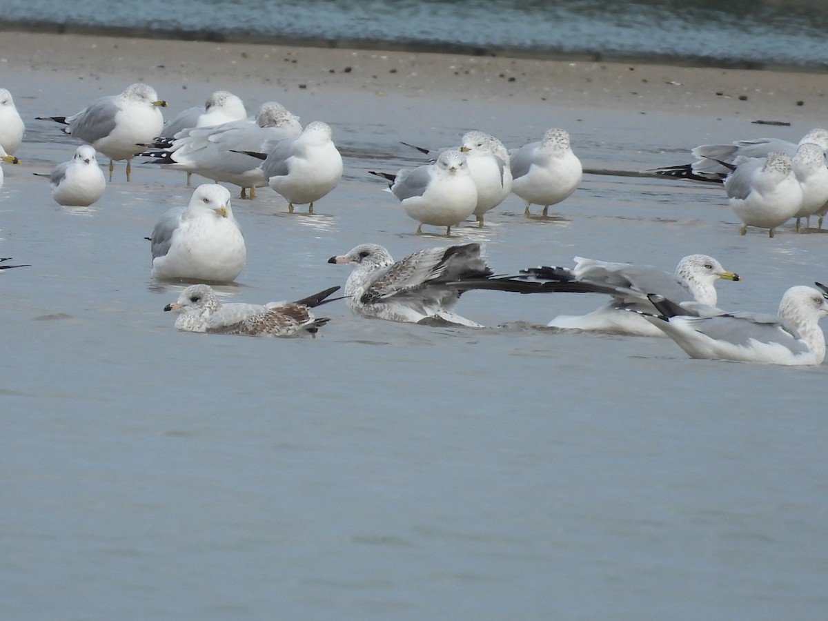 Bonaparte's Gull - ML626873820
