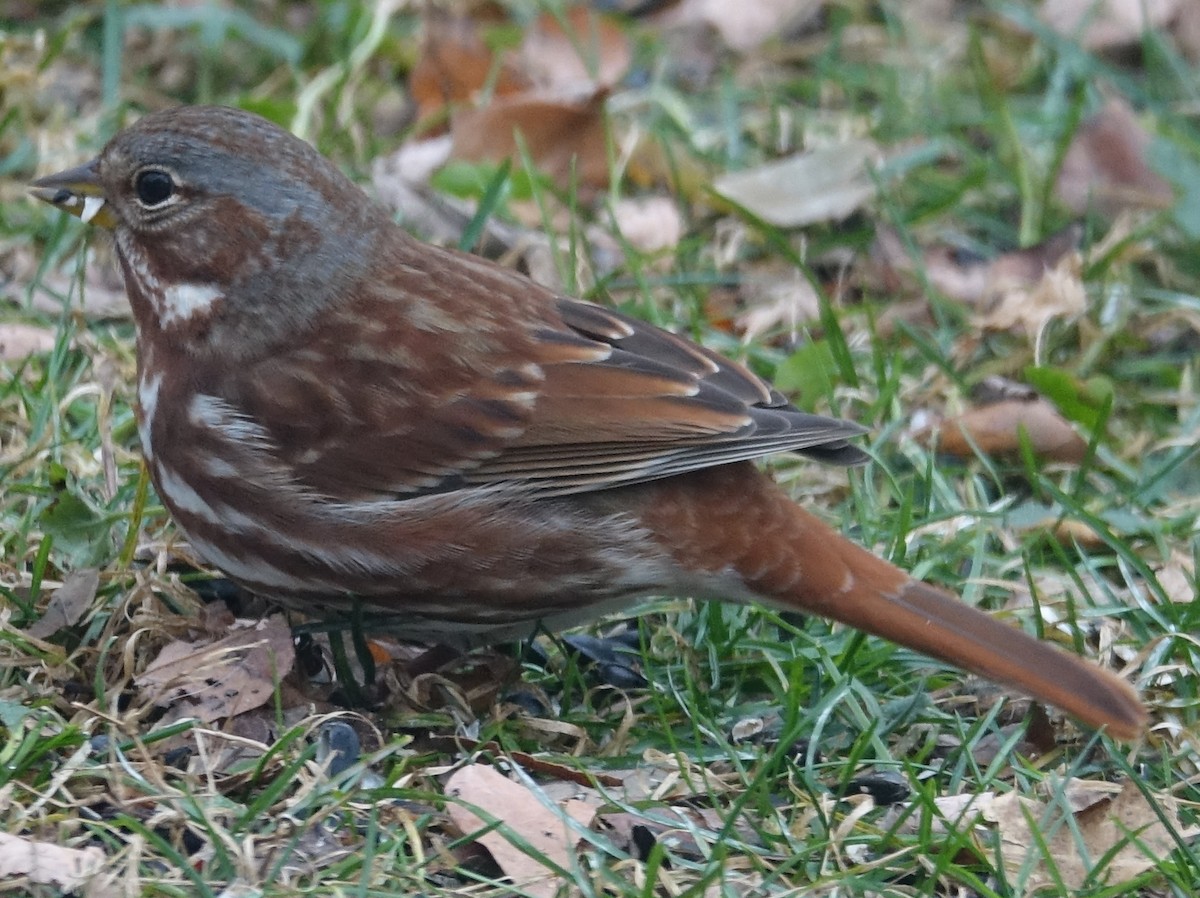 Fox Sparrow - ML626873894