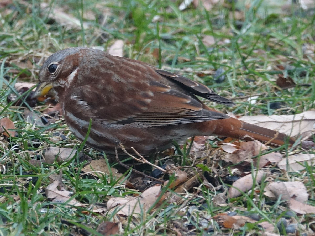 Fox Sparrow - ML626873911