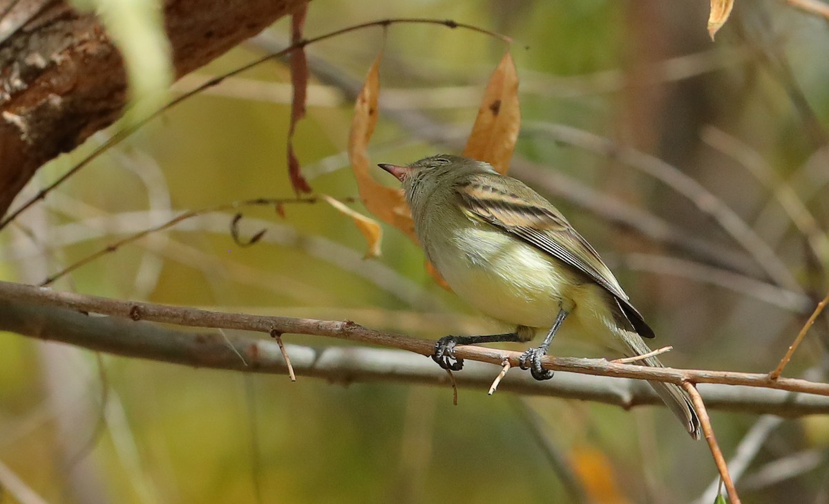 Northern Beardless-Tyrannulet - ML626873915