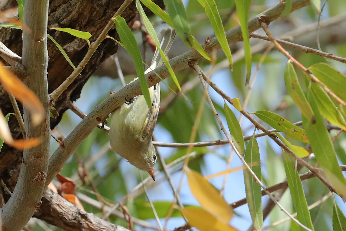 Northern Beardless-Tyrannulet - ML626873916