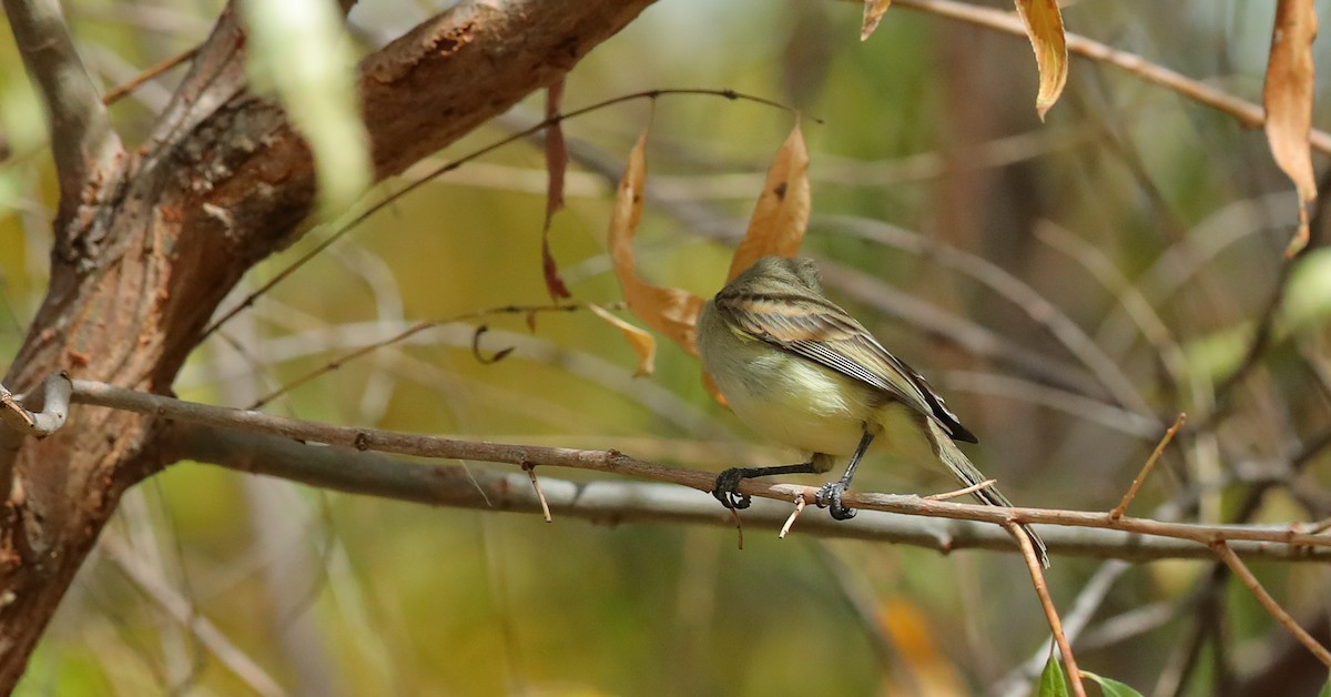 Northern Beardless-Tyrannulet - ML626873918