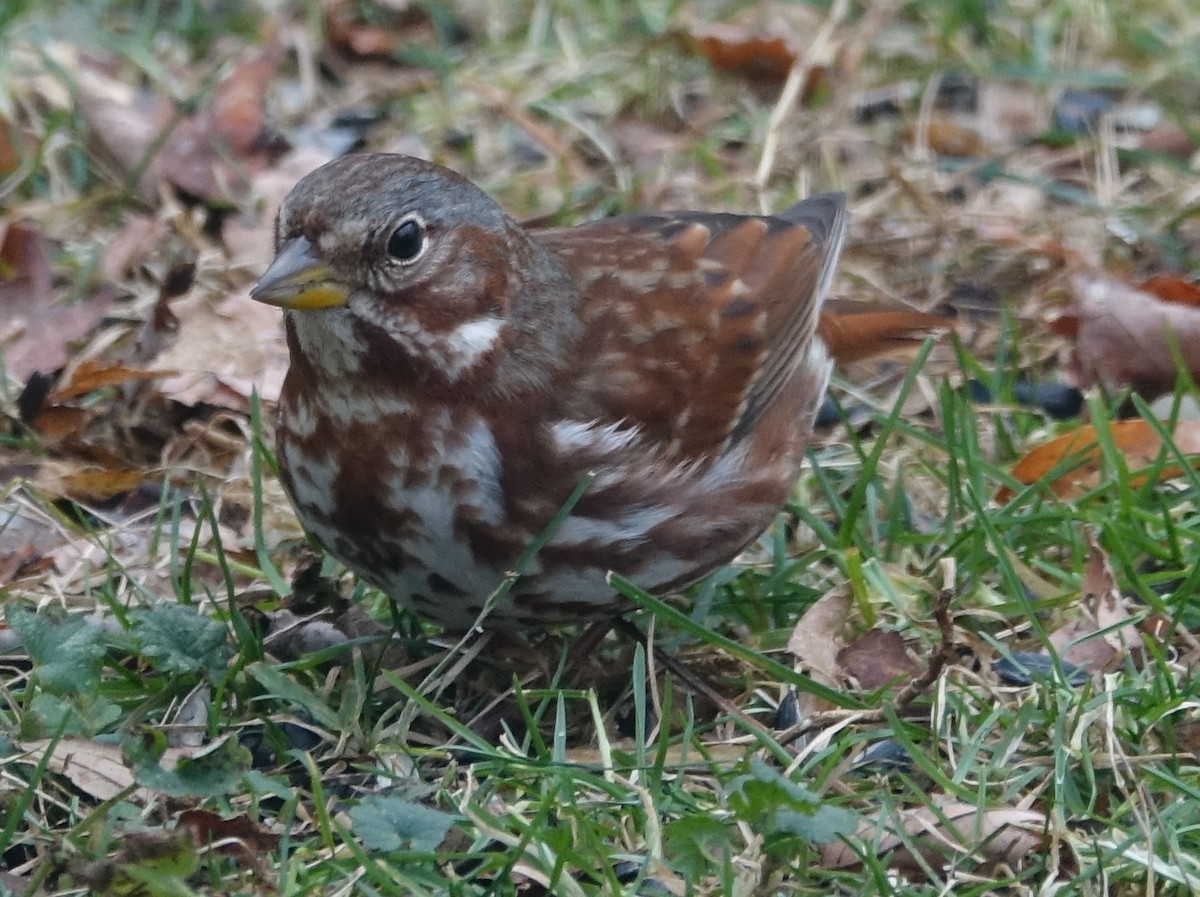 Fox Sparrow - ML626873919