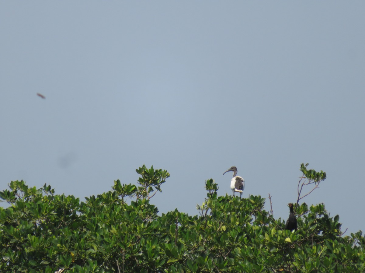 Ibis sacré - ML626873925