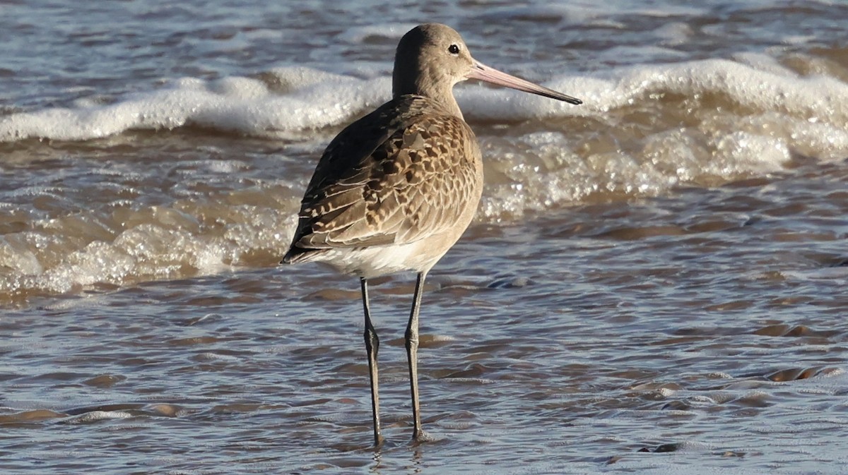 eBird Checklist - 29 Nov 2024 - Swale NNR and Shell Ness - 37 species
