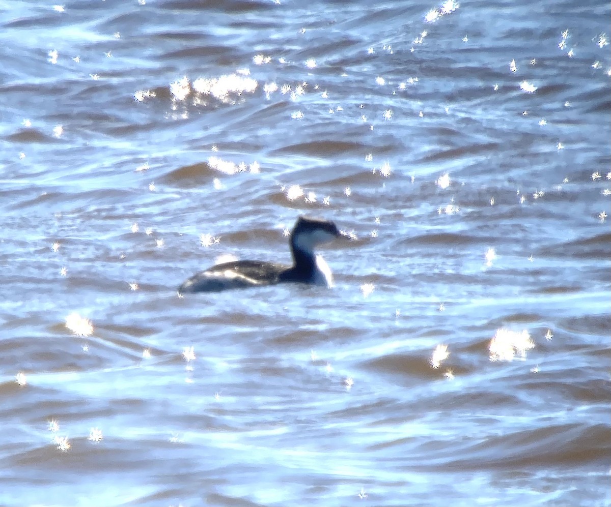 Horned Grebe - ML626874243