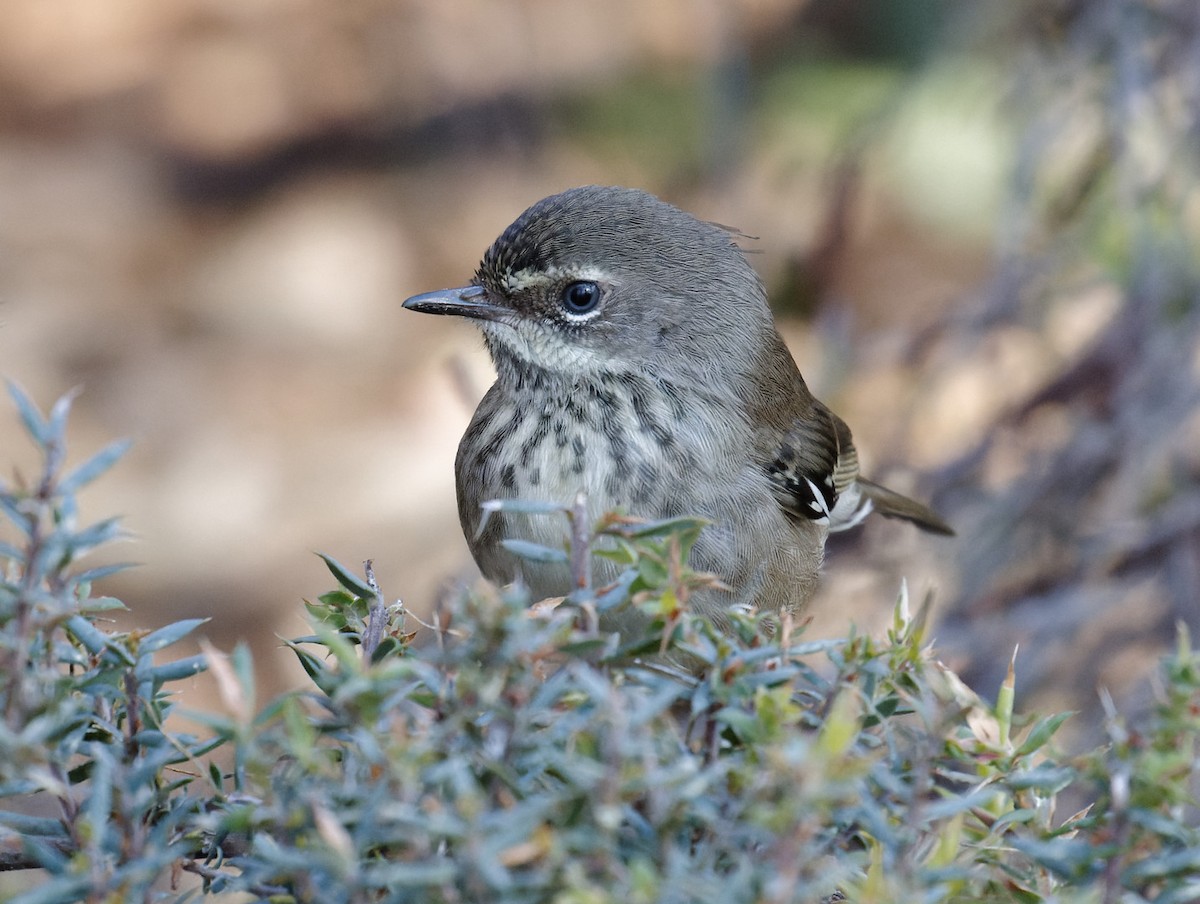 Spotted Scrubwren - ML626874312