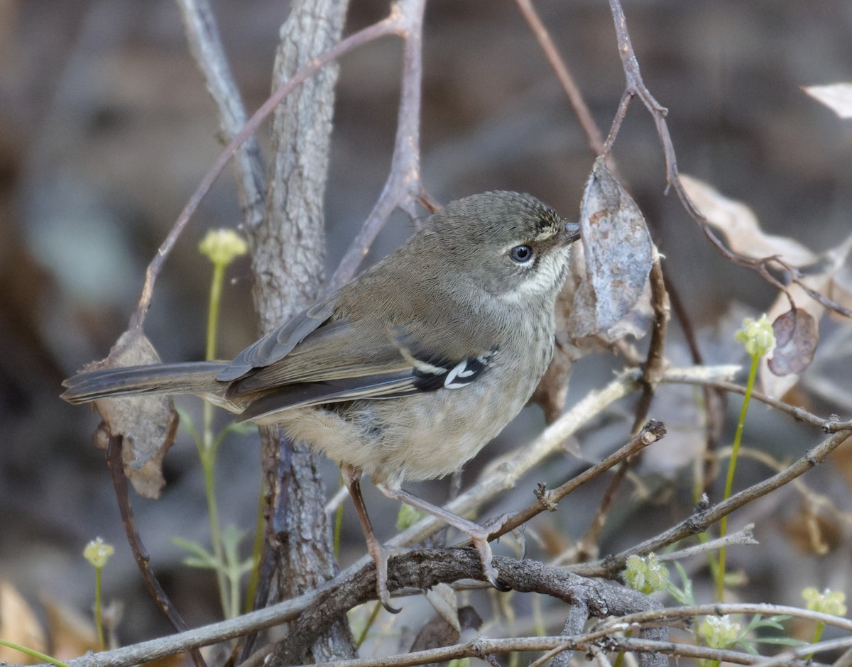 Spotted Scrubwren - ML626874313