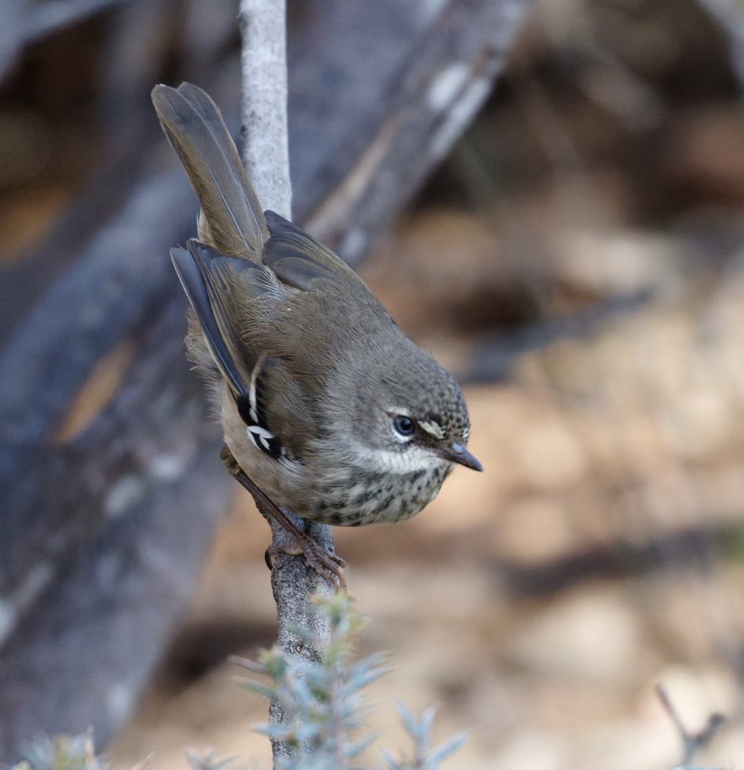Spotted Scrubwren - ML626874314