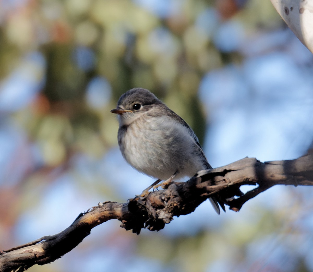 Western Thornbill - ML626874332