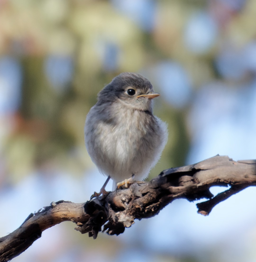 Western Thornbill - ML626874333