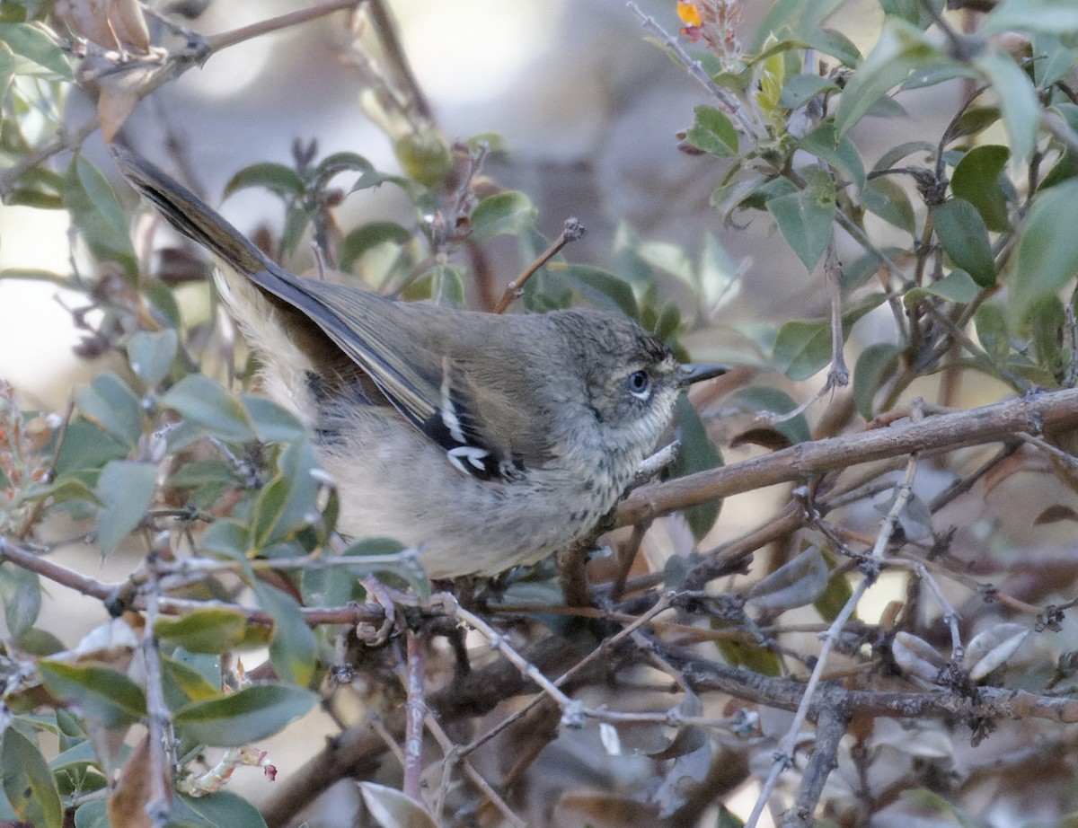 Spotted Scrubwren - ML626874336