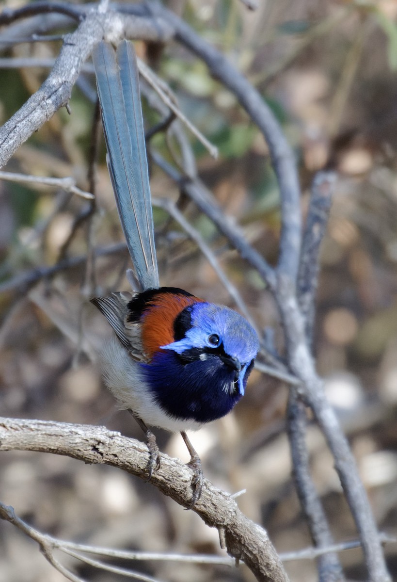 Blue-breasted Fairywren - ML626874343