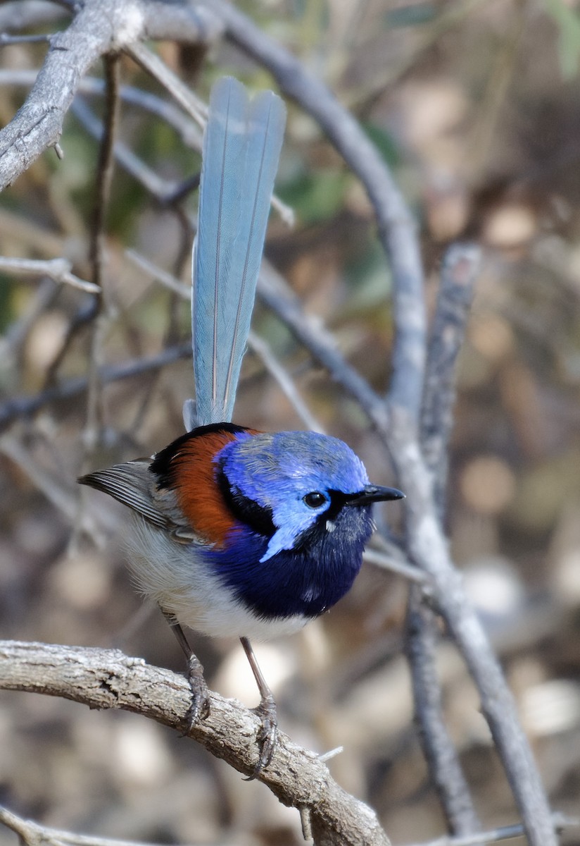 Blue-breasted Fairywren - ML626874344