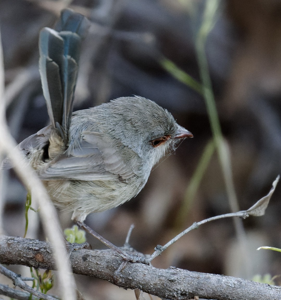 Blue-breasted Fairywren - ML626874345