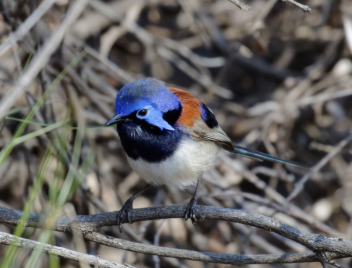 Blue-breasted Fairywren - ML626874346