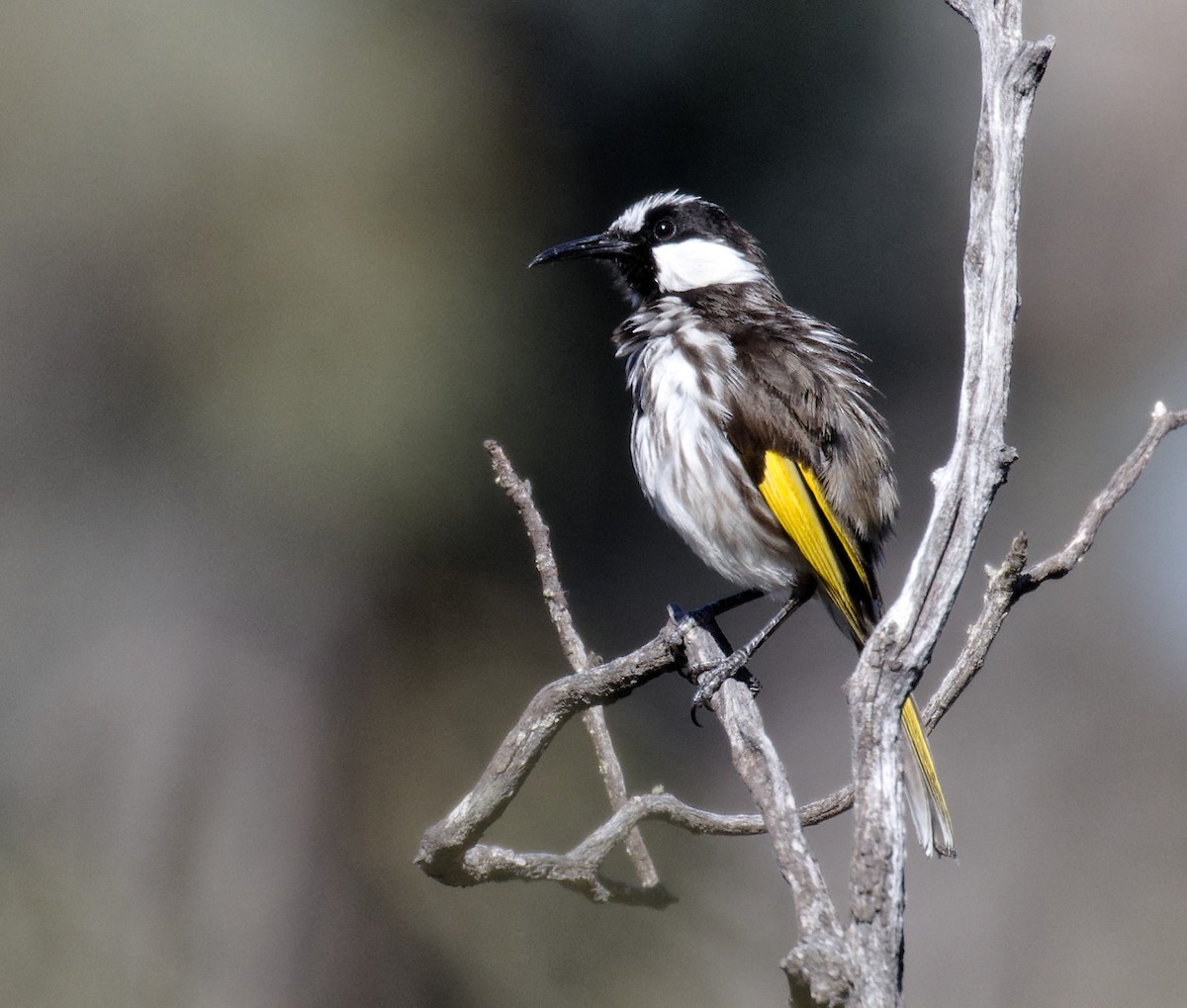 White-cheeked Honeyeater - ML626874355